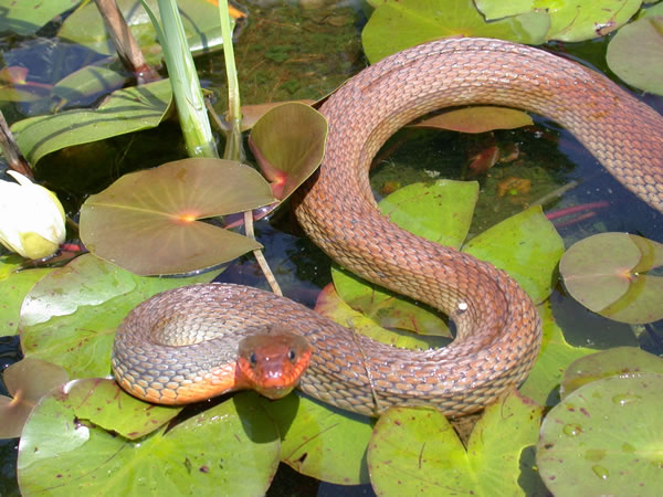  Nerodia erythrogaster erythrogaster ID = 