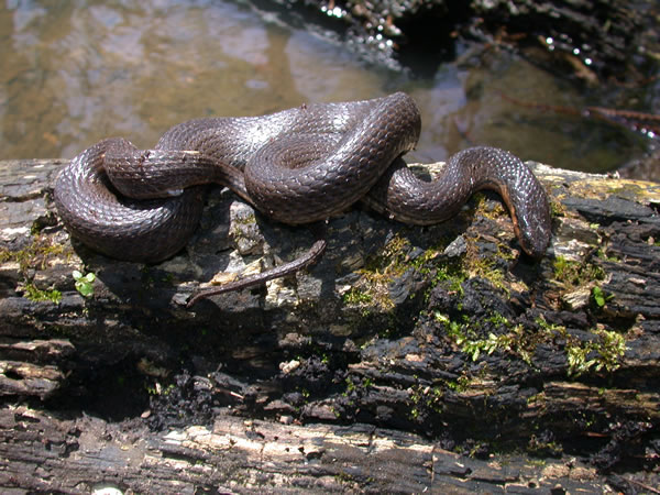  Regina rigida sinicola ID = 