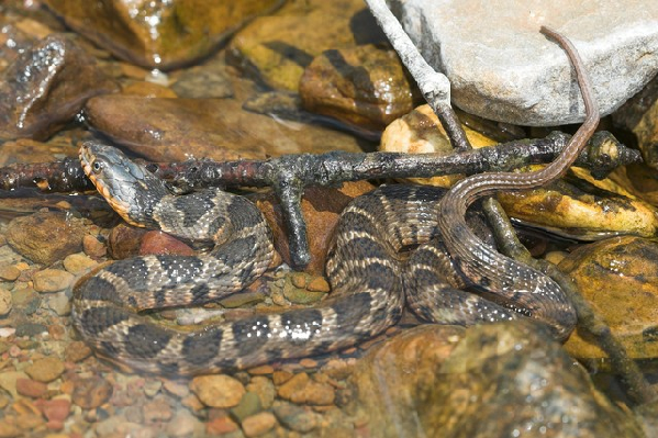  Nerodia erythrogaster ssp. ID = 