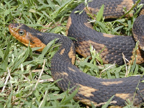  Nerodia fasciata confluens ID = 