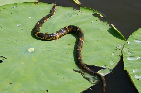  Nerodia fasciata confluens ID = 