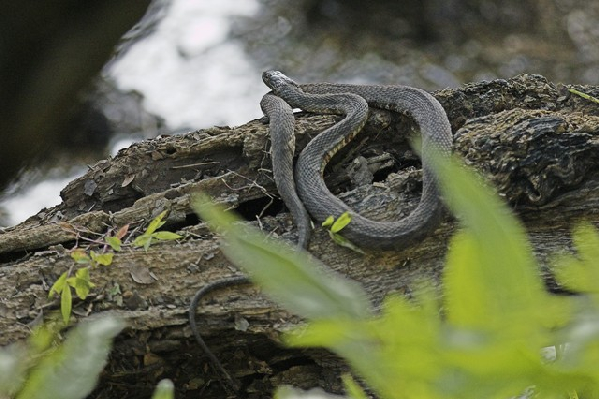  Nerodia sipedon pleuralis ID = 