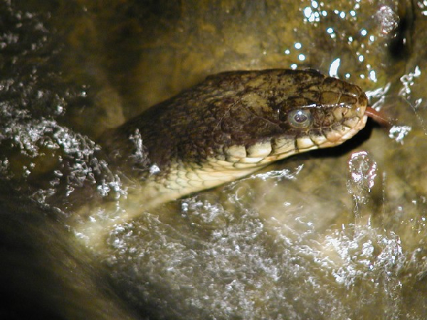  Nerodia erythrogaster ssp. ID = 