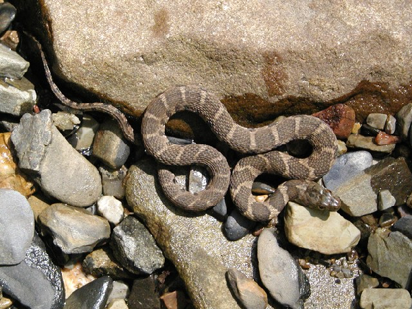  Nerodia sipedon pleuralis ID = 