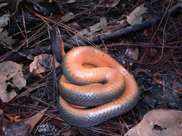  Nerodia erythrogaster erythrogaster ID = 