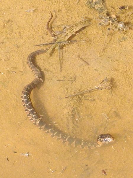  Nerodia erythrogaster ssp. ID = 