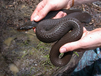  Nerodia erythrogaster erythrogaster ID = 