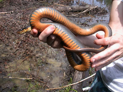  Nerodia erythrogaster erythrogaster ID = 