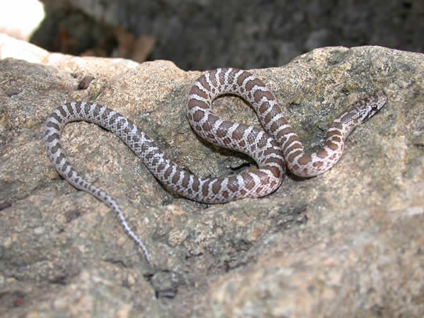  Arizona elegans philipi ID = 