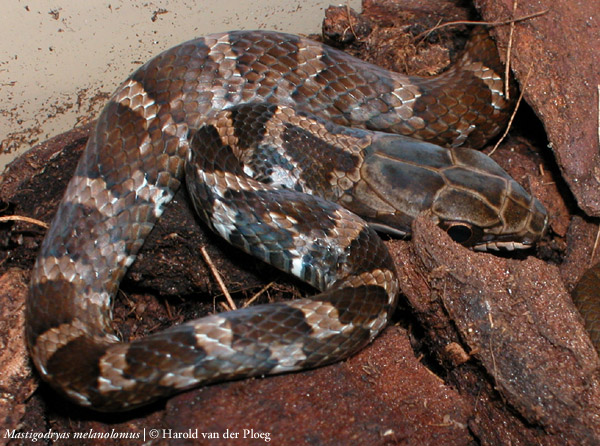  Mastigodryas melanolomus ID = 