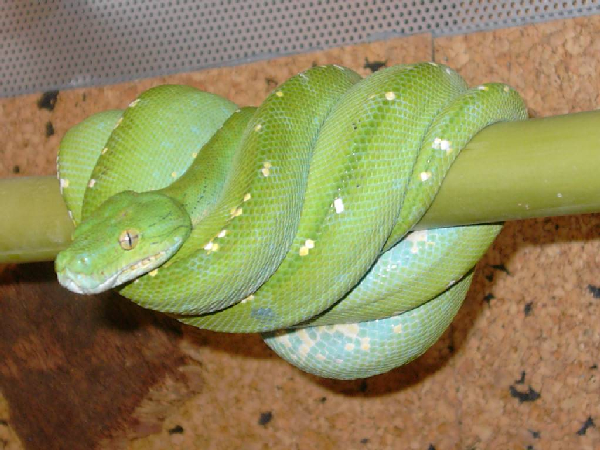  Morelia Viridis Aru ID = 