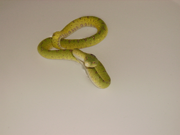  Morelia Viridis - Aru ID = 