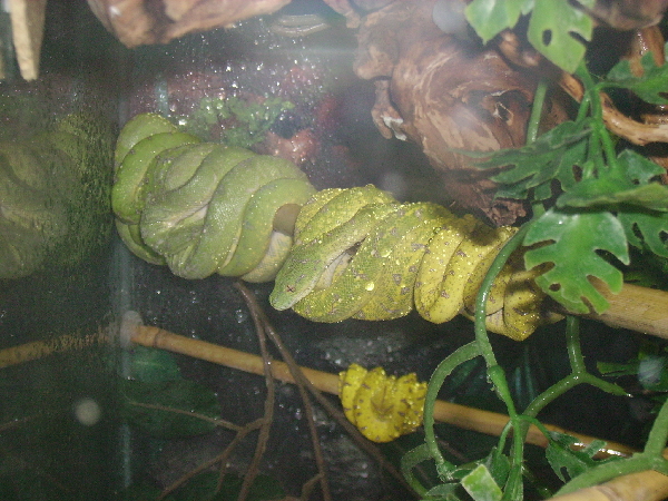  Morelia Viridis - Aru ID = 