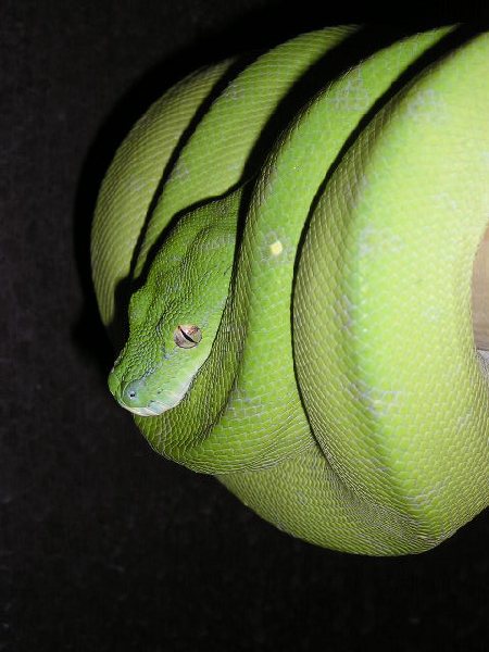  Morelia viridis aru ID = 