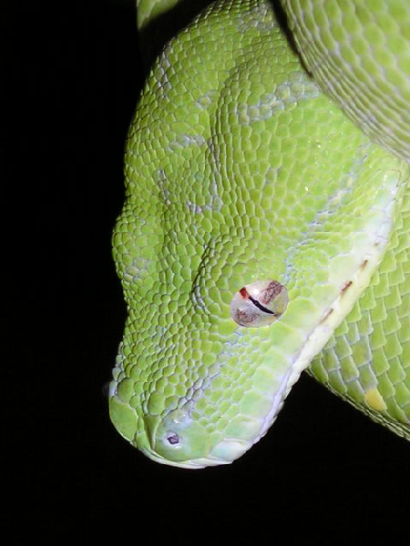  Morelia viridis aru ID = 