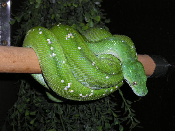  Morelia viridis aru ID = 