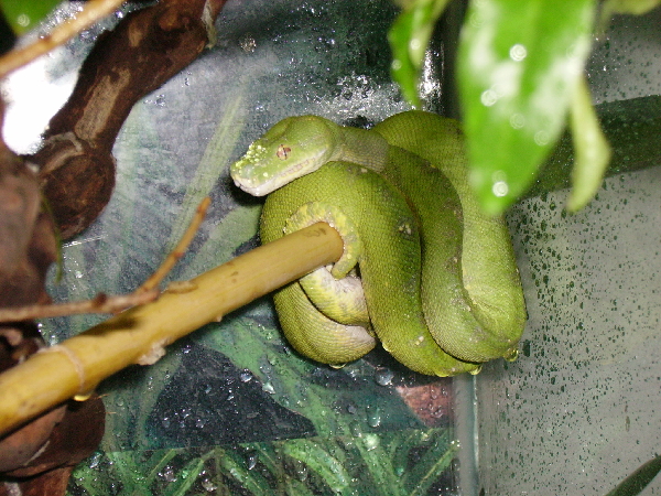  Morelia Viridis ID = 