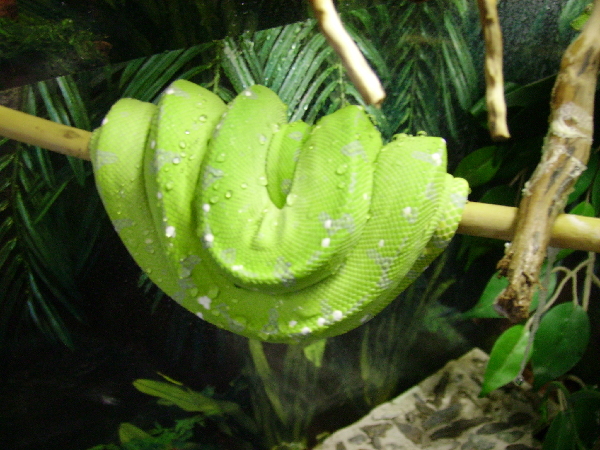  Morelia Viridis - Aru ID = 