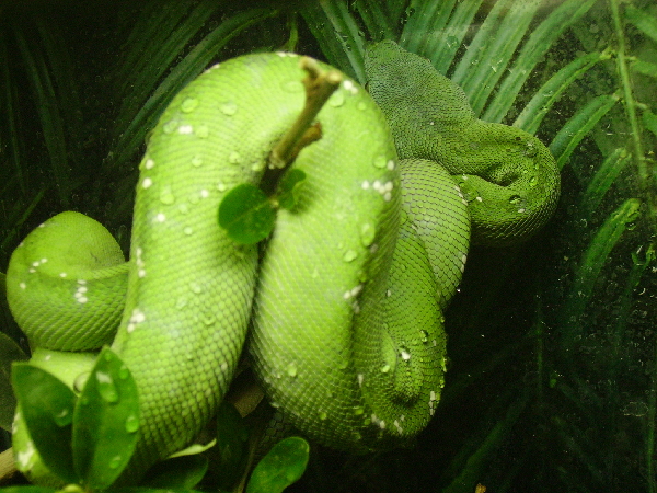  Morelia Viridis - Aru ID = 