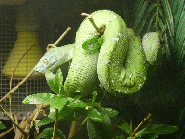  Morelia Viridis - Aru ID = 