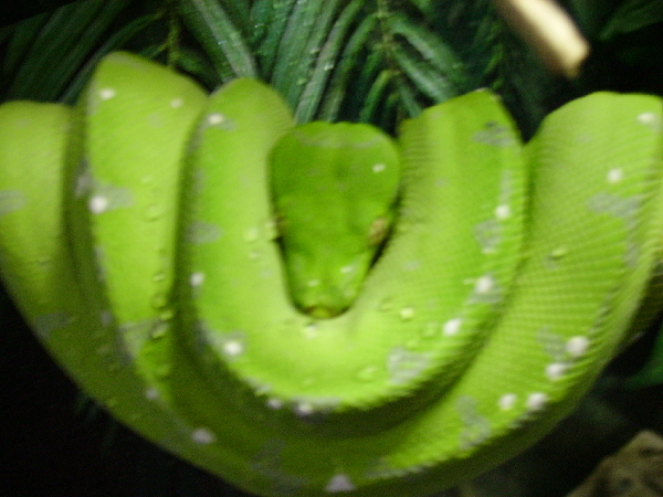  Morelia Viridis - Aru ID = 