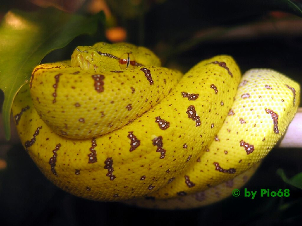  Morelia viridis ID = 