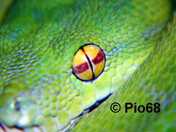  Morelia viridis "ARU" ID = 