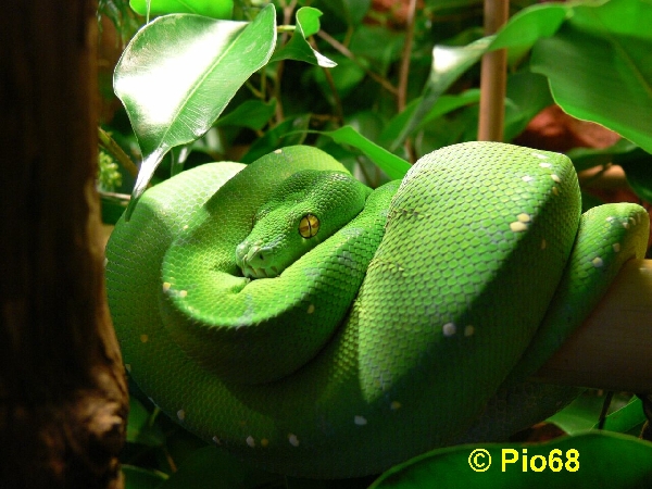  Morelia viridis "ARU" ID = 