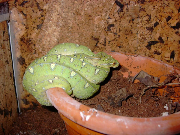  Morelia Viridis Aru ID = 