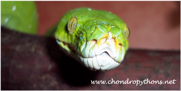  0.1 Morelia viridis Aru Type ID = 