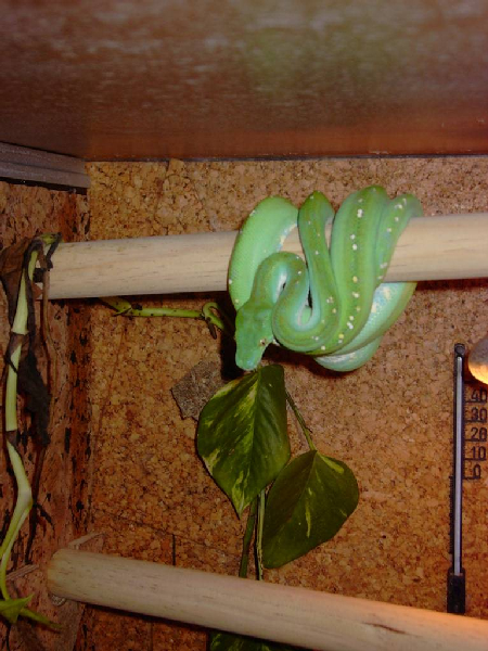  Morelia Viridis Aru ID = 