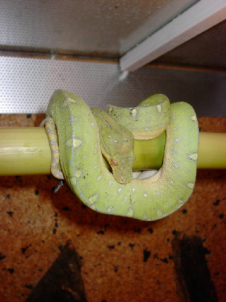  Morelia Viridis Aru ID = 