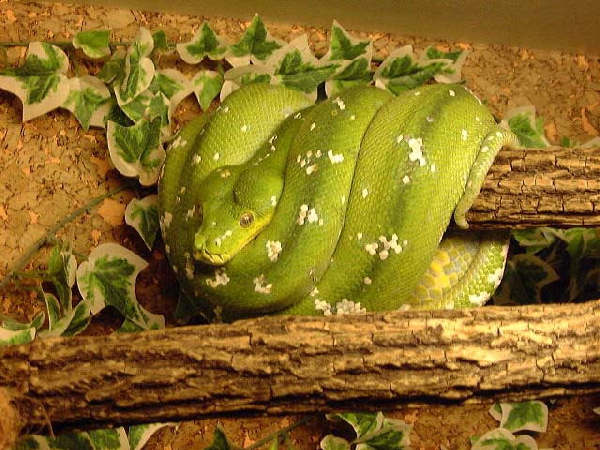  Morelia Viridis Aru ID = 