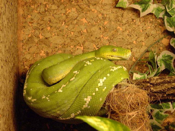  Morelia Viridis Aru ID = 