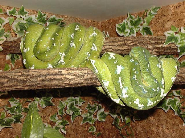  Morelia Viridis Aru ID = 