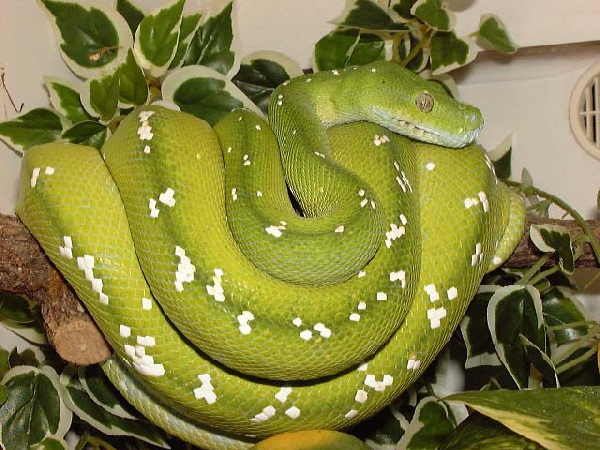  Morelia Viridis Aru ID = 