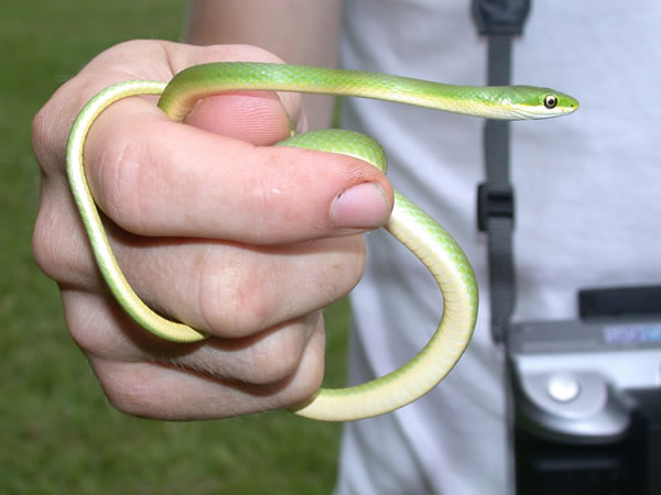  Opheodrys aestivus ID = 