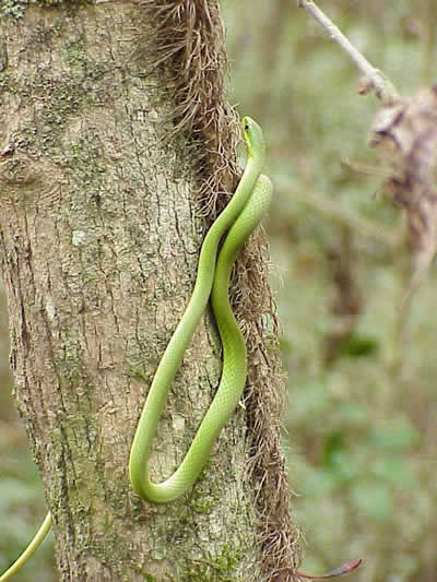  Opheodrys aestivus ID = 