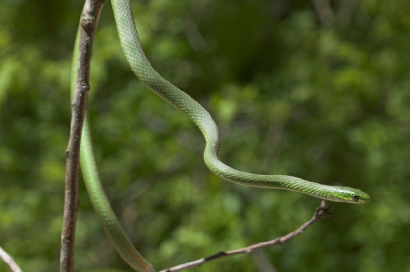  Opheodrys aestivus ID = 