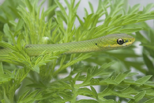  Opheodrys aestivus ID = 