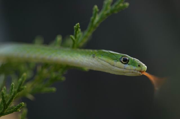  Opheodrys aestivus ID = 