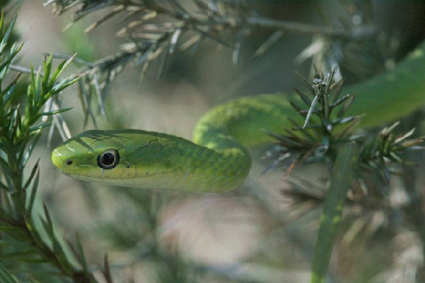  Opheodrys aestivus ID = 