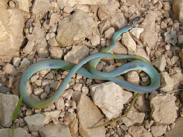  Opheodrys aestivus ID = 