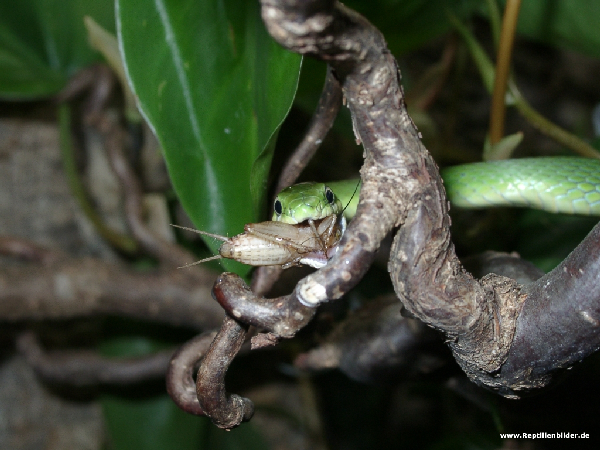  0.1 Grasnatter beim fressen ID = 