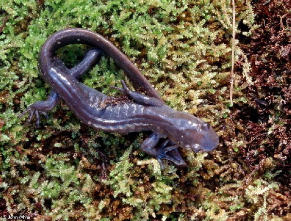  Ambystoma jeffersonianum ID = 