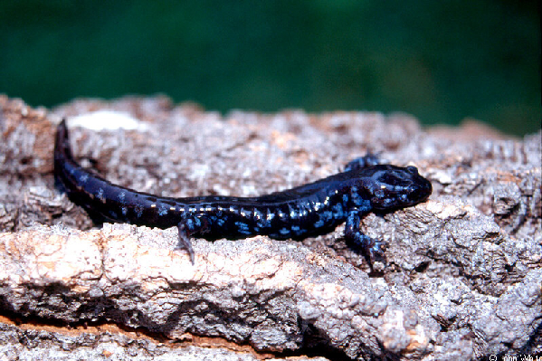  Ambystoma laterale ID = 