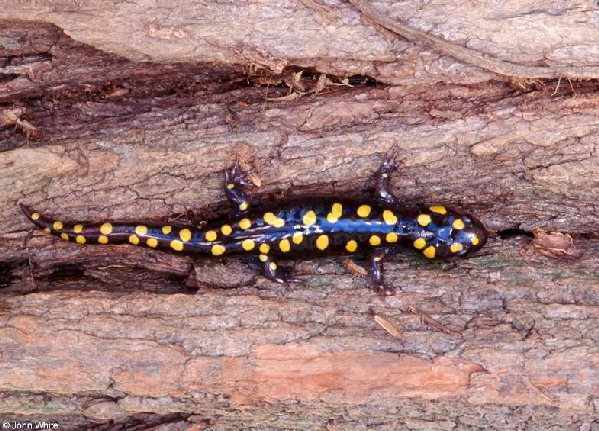  Ambystoma maculatum ID = 