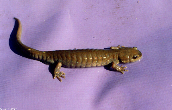  Ambystoma maculatum ID = 