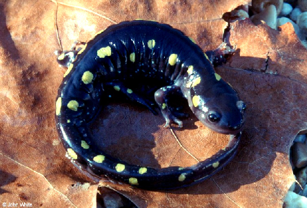  Ambystoma maculatum ID = 