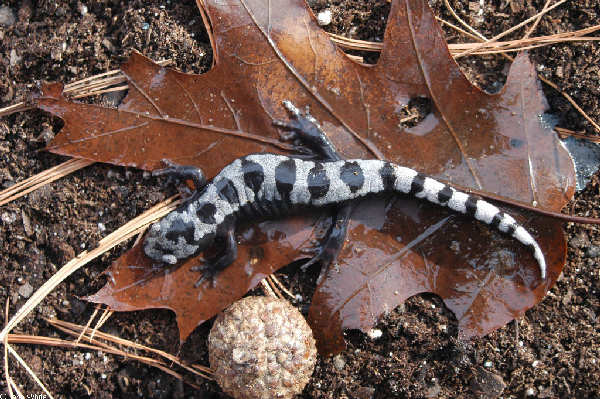  Ambystoma opacum ID = 